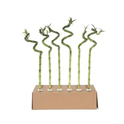 Lykkebambus - Sæt med 12 - Dracaena sanderiana - Højde 40-50cm - ⌀2cm