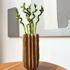 Lykkebambus - Sæt med 12 - Dracaena sanderiana - Højde 40-50cm - ⌀2cm