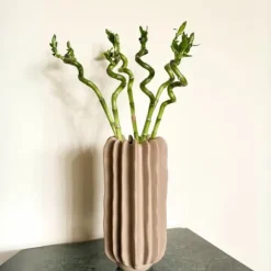 Lykkebambus - Sæt med 12 - Dracaena sanderiana - Højde 40-50cm - ⌀2cm