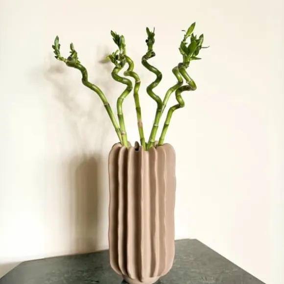 Lykkebambus - Sæt med 12 - Dracaena sanderiana - Højde 40-50cm - ⌀2cm
