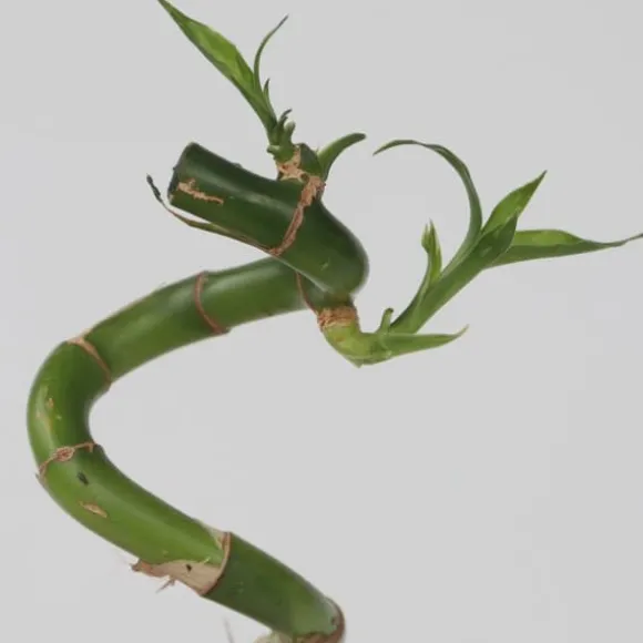 Lykkebambus - Sæt med 12 - Dracaena sanderiana - Højde 40-50cm - ⌀2cm