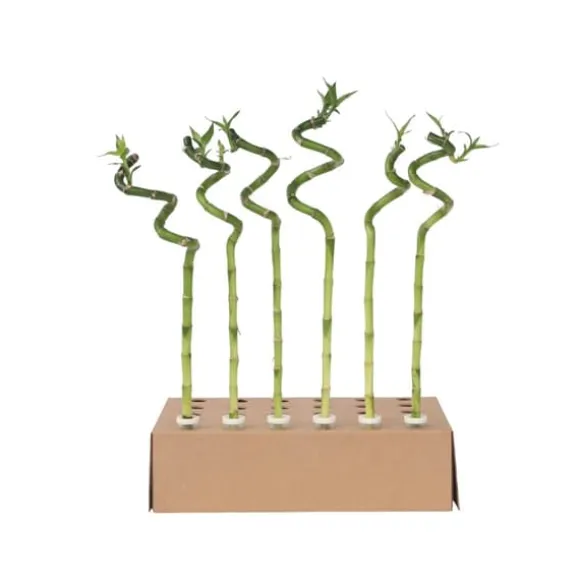 Lykkebambus - Sæt med 6 - Dracaena sanderiana - Højde 40-50cm - ⌀2cm