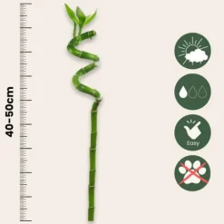 Lykkebambus - Sæt med 6 - Dracaena sanderiana - Højde 40-50cm - ⌀2cm