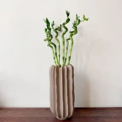 Lykkebambus - Sæt med 6 - Dracaena sanderiana - Højde 40-50cm - ⌀2cm