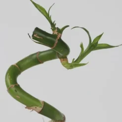Lykkebambus - Sæt med 6 - Dracaena sanderiana - Højde 40-50cm - ⌀2cm