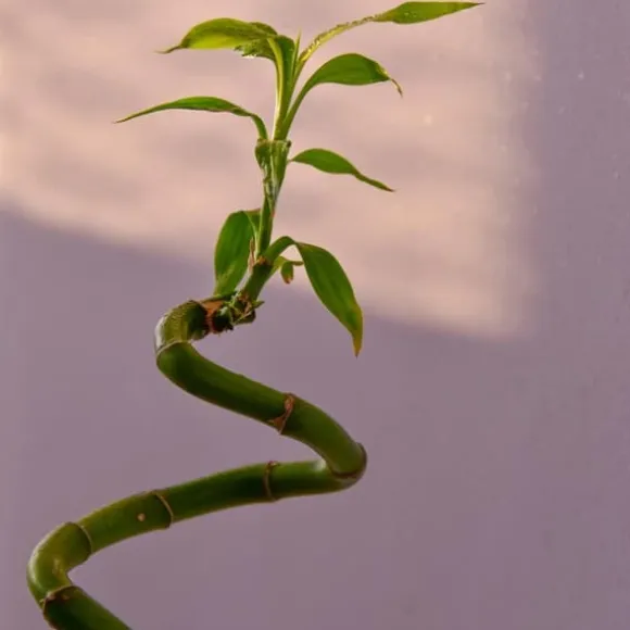 Lykkebambus - Sæt med 6 - Dracaena sanderiana - Højde 40-50cm - ⌀2cm