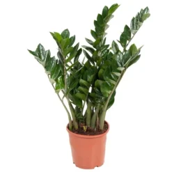 Lykkebregne - Zamioculcas Emerald - Højde 70-80cm - ⌀21cm