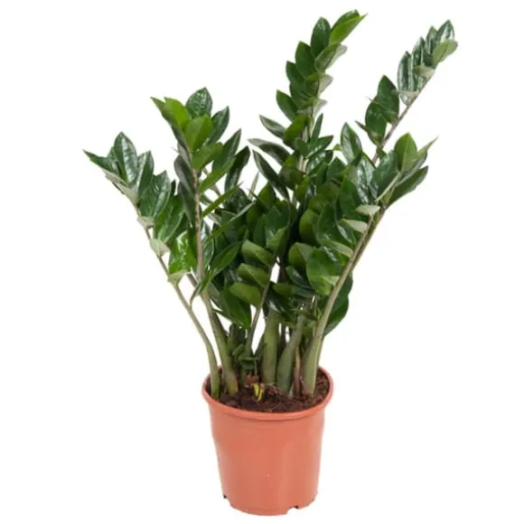 Lykkebregne - Zamioculcas Emerald - Højde 70-80cm - ⌀21cm