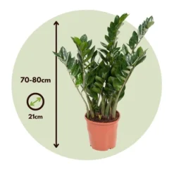Lykkebregne - Zamioculcas Emerald - Højde 70-80cm - ⌀21cm