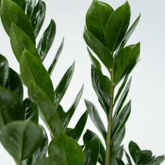 Lykkebregne - Zamioculcas Emerald - Højde 70-80cm - ⌀21cm