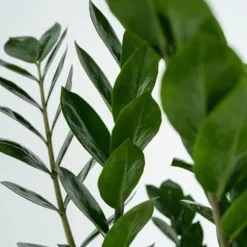 Lykkebregne - Zamioculcas Emerald - Højde 70-80cm - ⌀21cm