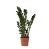 Lykkebregne - Zamioculcas Zamiifolia - Højde 55-65cm - ⌀17cm