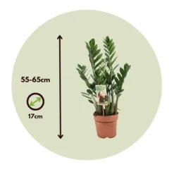 Lykkebregne - Zamioculcas Zamiifolia - Højde 55-65cm - ⌀17cm