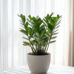 Lykkebregne - Zamioculcas Zamiifolia - Højde 55-65cm - ⌀17cm