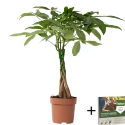 Lykkekastanje - Pachira aquatica - Højde 60-70cm - ⌀17cm
