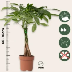Lykkekastanje - Pachira aquatica - Højde 60-70cm - ⌀17cm