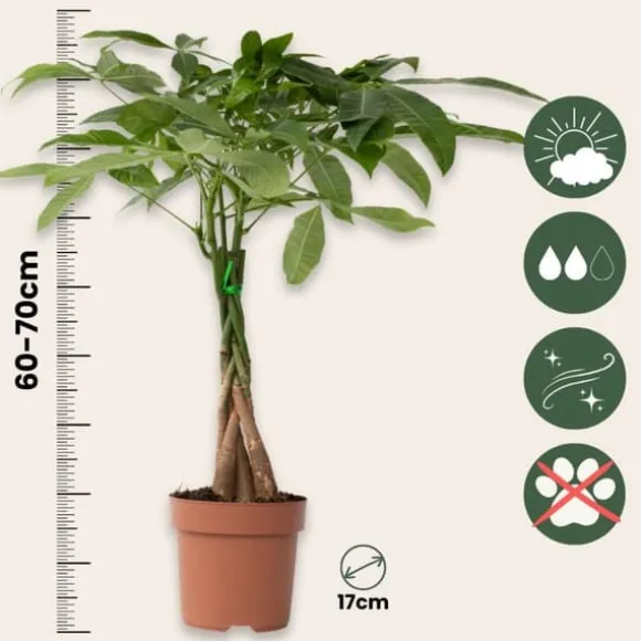Lykkekastanje - Pachira aquatica - Højde 60-70cm - ⌀17cm