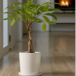 Lykkekastanje - Pachira aquatica - Højde 60-70cm - ⌀17cm