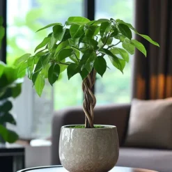 Lykkekastanje - Pachira aquatica - Højde 60-70cm - ⌀17cm