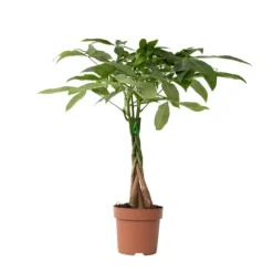 Lykkekastanje - Pachira aquatica - Højde 60-70cm - ⌀17cm