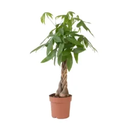 Lykkekastanje - Pachira aquatica - Højde 100-120cm - ⌀24cm