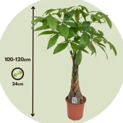 Lykkekastanje - Pachira aquatica - Højde 100-120cm - ⌀24cm