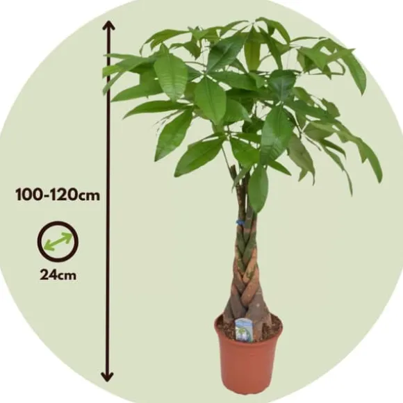 Lykkekastanje - Pachira aquatica - Højde 100-120cm - ⌀24cm