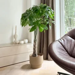 Lykkekastanje - Pachira aquatica - Højde 100-120cm - ⌀24cm