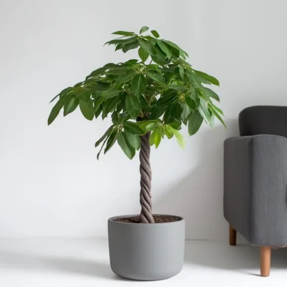 Lykkekastanje - Pachira aquatica - Højde 100-120cm - ⌀24cm