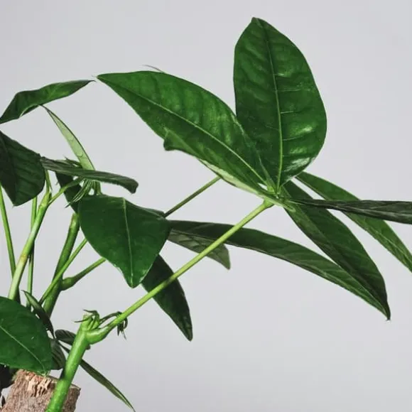 Lykkekastanje - Pachira aquatica - Højde 100-120cm - ⌀24cm