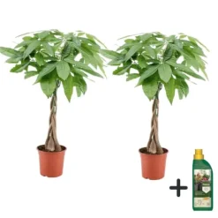 Lykkekastanje - Sæt med 2 - Pachira aquatica - Højde 60-70cm - ⌀17cm