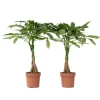Lykkekastanje - Sæt med 2 - Pachira aquatica - Højde 60-70cm - ⌀17cm