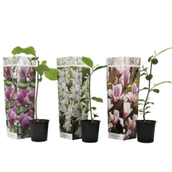 Magnoliablande - Sæt med 3 - Magnolia - Højde 25-40cm - ⌀9cm