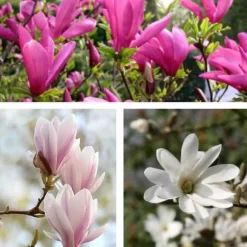 Magnoliablande - Sæt med 3 - Magnolia - Højde 25-40cm - ⌀9cm