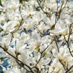 Magnoliablande - Sæt med 3 - Magnolia - Højde 25-40cm - ⌀9cm