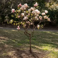 Magnoliablande - Sæt med 6 - Magnolia - Højde 25-40cm - ⌀9cm
