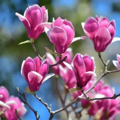 Magnoliablande - Sæt med 6 - Magnolia - Højde 25-40cm - ⌀9cm