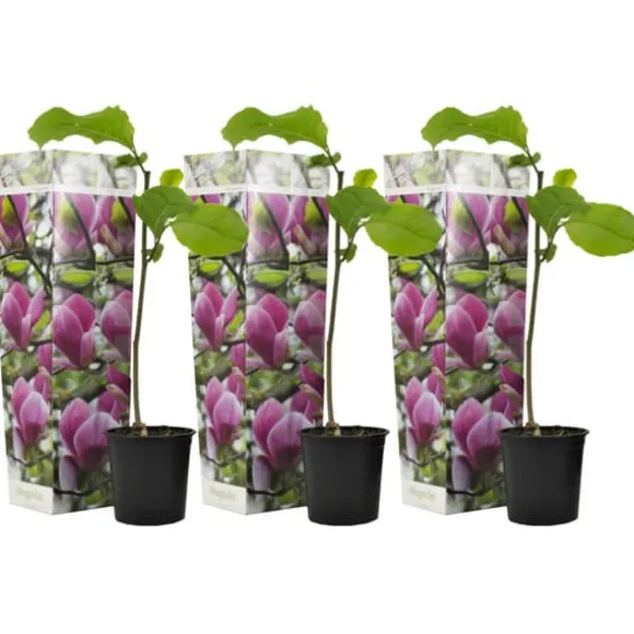Magnoliabuske - Sæt med 3 - Magnolia 'Susan' - Højde 25-40cm - ⌀9cm