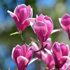 Magnoliabuske - Sæt med 3 - Magnolia 'Susan' - Højde 25-40cm - ⌀9cm