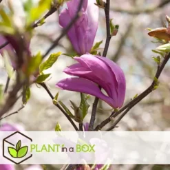 Magnoliabuske - Sæt med 3 - Magnolia 'Susan' - Højde 25-40cm - ⌀9cm