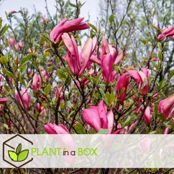 Magnoliabuske - Sæt med 3 - Magnolia 'Susan' - Højde 25-40cm - ⌀9cm