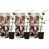 Magnoliabuske - Sæt med 3 - Magnolia 'Soulangea' - Højde 25-40cm - ⌀9cm