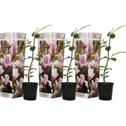 Magnoliabuske - Sæt med 3 - Magnolia 'Soulangea' - Højde 25-40cm - ⌀9cm