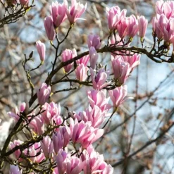 Magnoliabuske - Sæt med 3 - Magnolia 'Soulangea' - Højde 25-40cm - ⌀9cm