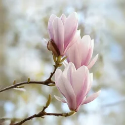 Magnoliabuske - Sæt med 3 - Magnolia 'Soulangea' - Højde 25-40cm - ⌀9cm