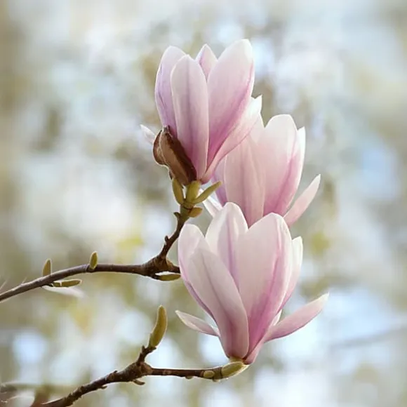 Magnoliabuske - Sæt med 3 - Magnolia 'Soulangea' - Højde 25-40cm - ⌀9cm