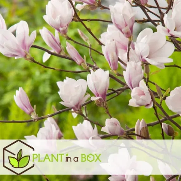 Magnoliabuske - Sæt med 3 - Magnolia 'Soulangea' - Højde 25-40cm - ⌀9cm