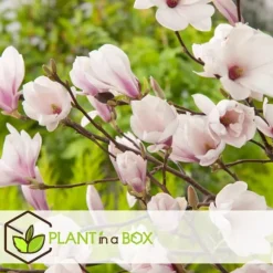 Magnoliabuske - Sæt med 3 - Magnolia 'Soulangea' - Højde 25-40cm - ⌀9cm