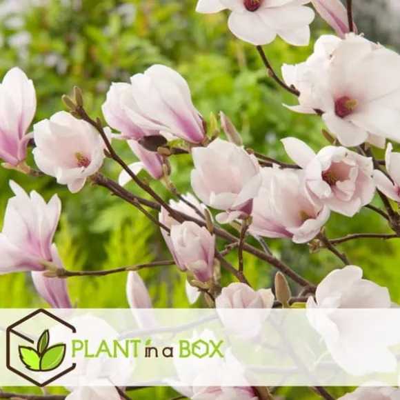 Magnoliabuske - Sæt med 3 - Magnolia 'Soulangea' - Højde 25-40cm - ⌀9cm
