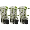 Magnoliabuske - Sæt med 3 - Magnolia 'Stellata' - Højde 25-40cm - ⌀9cm